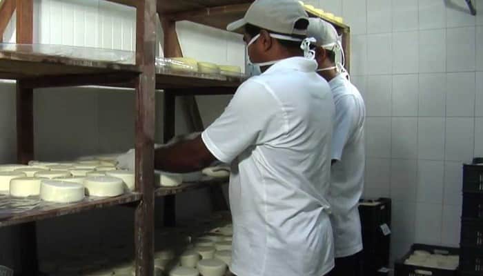 Elaboración y fabricación del queso Gouda